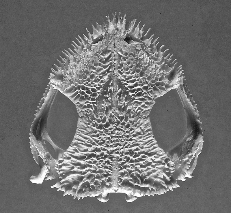 Illustration for article titled Venomous Frogs Use Deadly Face Spines to Slay Their Enemies